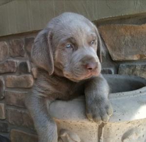 SilverLabPuppies